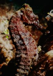 The Black Stallion- This seahorse was off the dock at Scu... by Michael Shope 